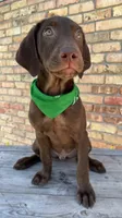 Green collar male, a male Labrador Retriever for sale in Sulphur Springs, TX – 5 of 8