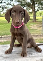 Pink collar female, a female Labrador Retriever for sale in Sulphur Springs, TX – 8 of 8