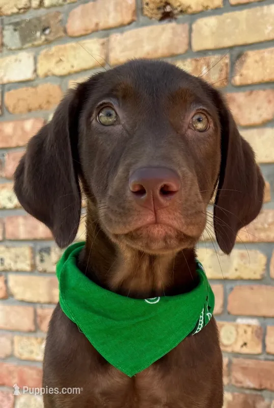 Green collar male – Labrador Retriever puppy for sale in Sulphur Springs, TX