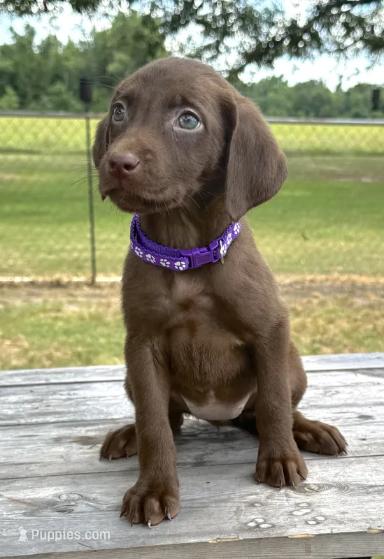 Purple collar female – Labrador Retriever puppy for sale in Sulphur Springs, TX