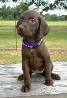 Purple collar female, a female Labrador Retriever for sale in Sulphur Springs, TX – 1 of 1