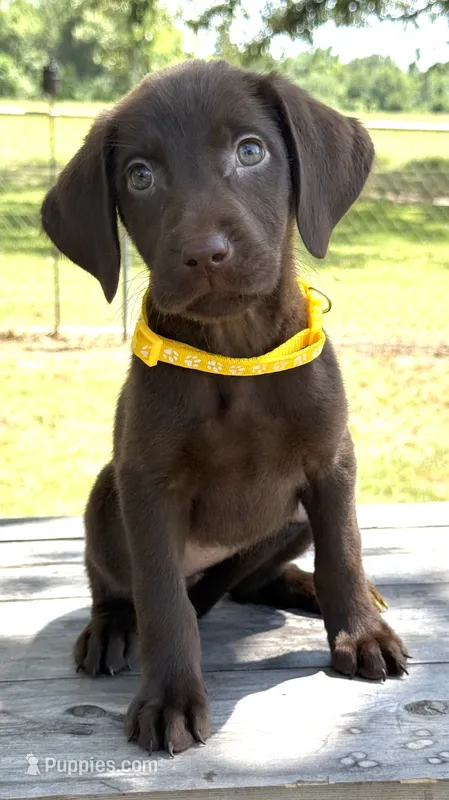 Yellow collar female – Labrador Retriever puppy for sale in Sulphur Springs, TX
