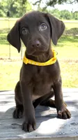 Yellow collar female, a female Labrador Retriever for sale in Sulphur Springs, TX – 1 of 1