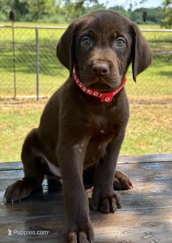Red collar male – Labrador Retriever puppy for sale in Sulphur Springs, TX