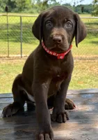 Red collar male, a male Labrador Retriever for sale in Sulphur Springs, TX – 1 of 1