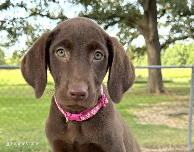 Pink collar female – Labrador Retriever puppy for sale in Sulphur Springs, TX