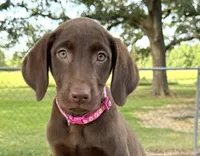 Pink collar female, a female Labrador Retriever for sale in Sulphur Springs, TX – 7 of 8