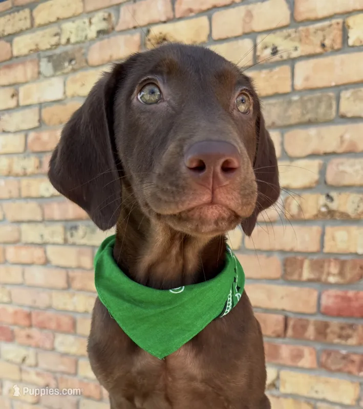 Green collar male – Labrador Retriever puppy for sale in Sulphur Springs, TX