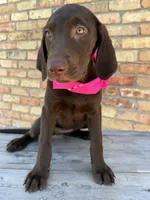 Pink collar female, a female Labrador Retriever for sale in Sulphur Springs, TX – 4 of 8