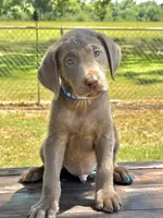 Blue collar male , a male Labrador Retriever for sale in Sulphur Springs, TX – 1 of 1