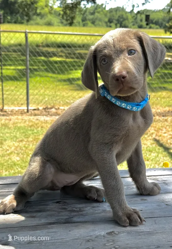 Turquoise collar female – Labrador Retriever puppy for sale in Sulphur Springs, TX