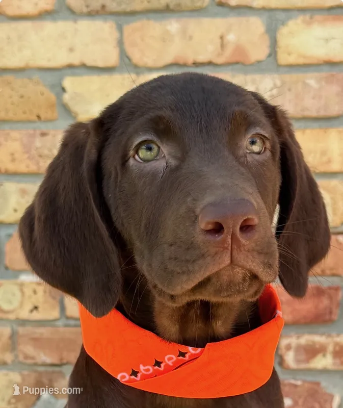 Orange collar male  – Labrador Retriever puppy for sale in Sulphur Springs, TX