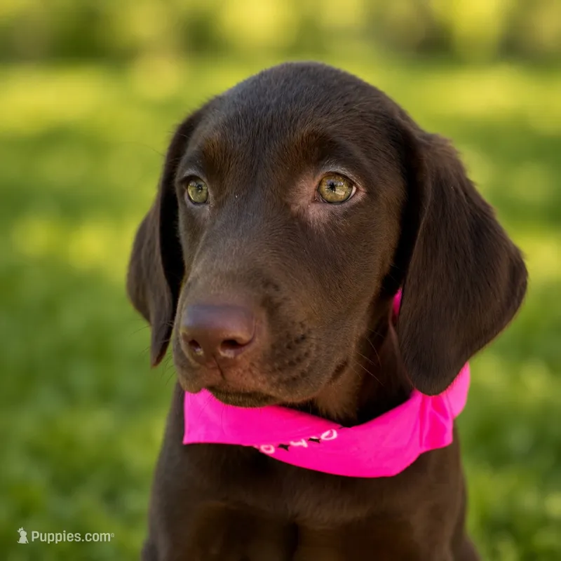 Pink collar female – Labrador Retriever puppy for sale in Sulphur Springs, TX