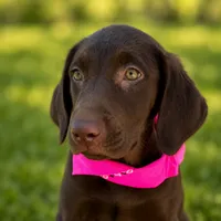 Pink collar female, a female Labrador Retriever for sale in Sulphur Springs, TX – 1 of 8