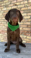 Green collar male, a male Labrador Retriever for sale in Sulphur Springs, TX – 4 of 8
