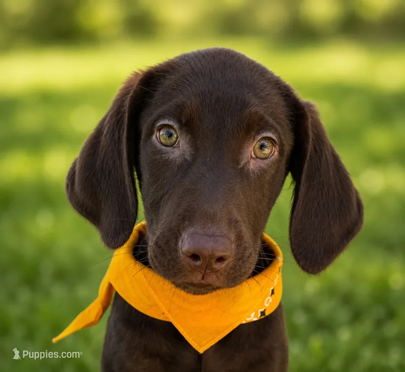 Yellow collar female – Labrador Retriever puppy for sale in Sulphur Springs, TX