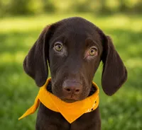 Yellow collar female, a female Labrador Retriever for sale in Sulphur Springs, TX – 1 of 7