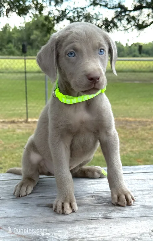 Volt collar male – Labrador Retriever puppy for sale in Sulphur Springs, TX