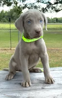 Volt collar male, a male Labrador Retriever for sale in Sulphur Springs, TX – 1 of 1