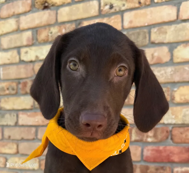 Yellow collar female – Labrador Retriever puppy for sale in Sulphur Springs, TX