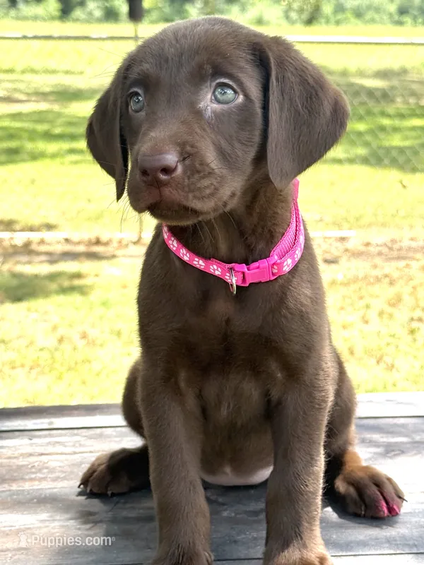 Pink collar female – Labrador Retriever puppy for sale in Sulphur Springs, TX