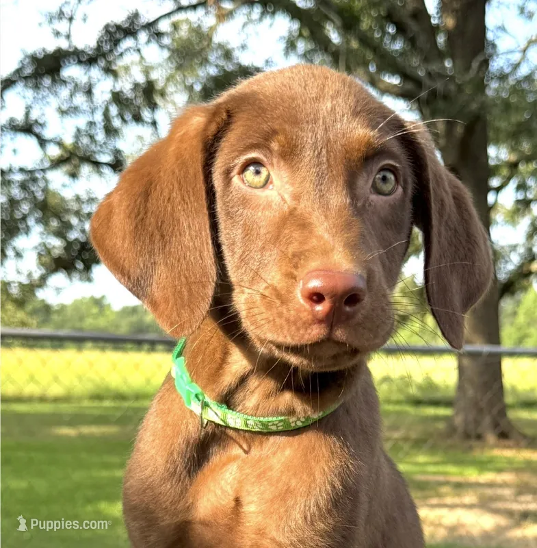 Green collar male – Labrador Retriever puppy for sale in Sulphur Springs, TX