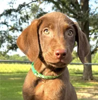 Green collar male, a male Labrador Retriever for sale in Sulphur Springs, TX – 6 of 8