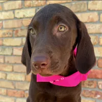 Pink collar female, a female Labrador Retriever for sale in Sulphur Springs, TX – 3 of 8