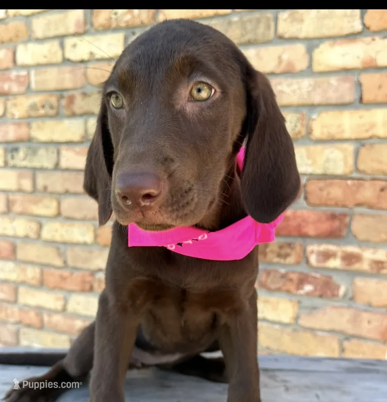 Pink collar female – Labrador Retriever puppy for sale in Sulphur Springs, TX