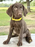 Yellow collar female, a female Labrador Retriever for sale in Sulphur Springs, TX – 6 of 7