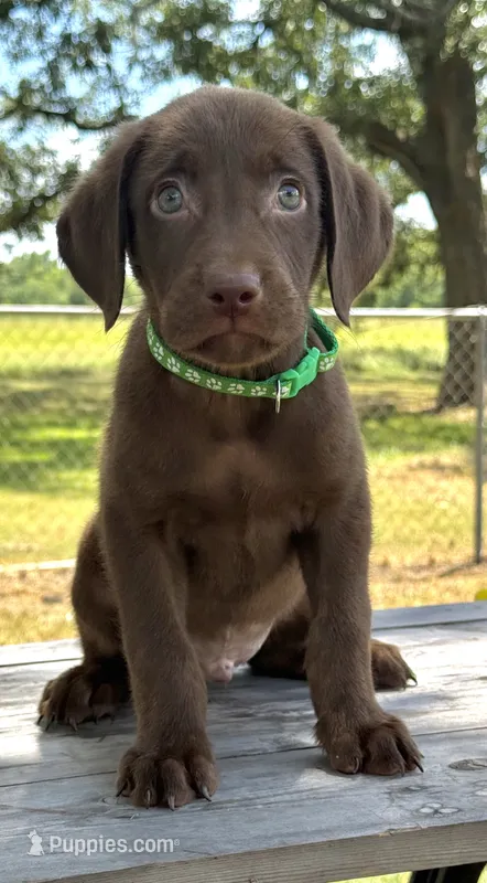 Green collar male – Labrador Retriever puppy for sale in Sulphur Springs, TX