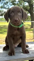 Green collar male, a male Labrador Retriever for sale in Sulphur Springs, TX – 1 of 1