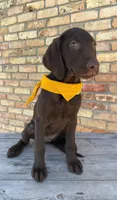 Yellow collar female, a female Labrador Retriever for sale in Sulphur Springs, TX – 4 of 7