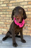 Pink collar female, a female Labrador Retriever for sale in Sulphur Springs, TX – 5 of 8