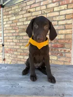 Yellow collar female, a female Labrador Retriever for sale in Sulphur Springs, TX – 3 of 7