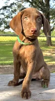 Green collar male, a male Labrador Retriever for sale in Sulphur Springs, TX – 7 of 8
