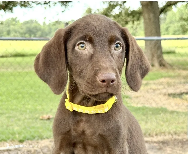Yellow collar female – Labrador Retriever puppy for sale in Sulphur Springs, TX
