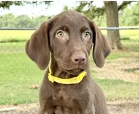 Yellow collar female, a female Labrador Retriever for sale in Sulphur Springs, TX – 5 of 7