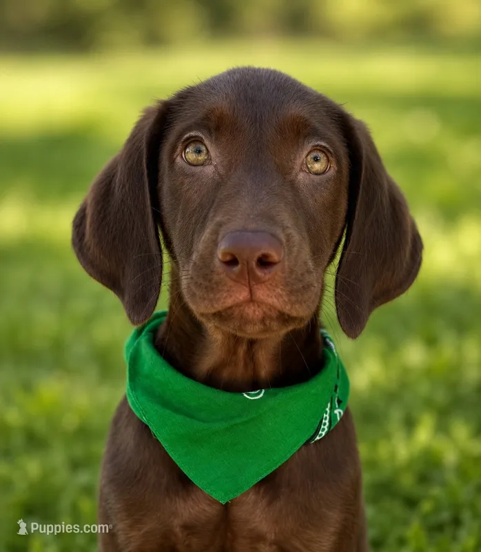 Green collar male – Labrador Retriever puppy for sale in Sulphur Springs, TX