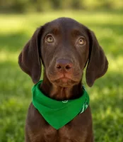 Green collar male, a male Labrador Retriever for sale in Sulphur Springs, TX – 1 of 8