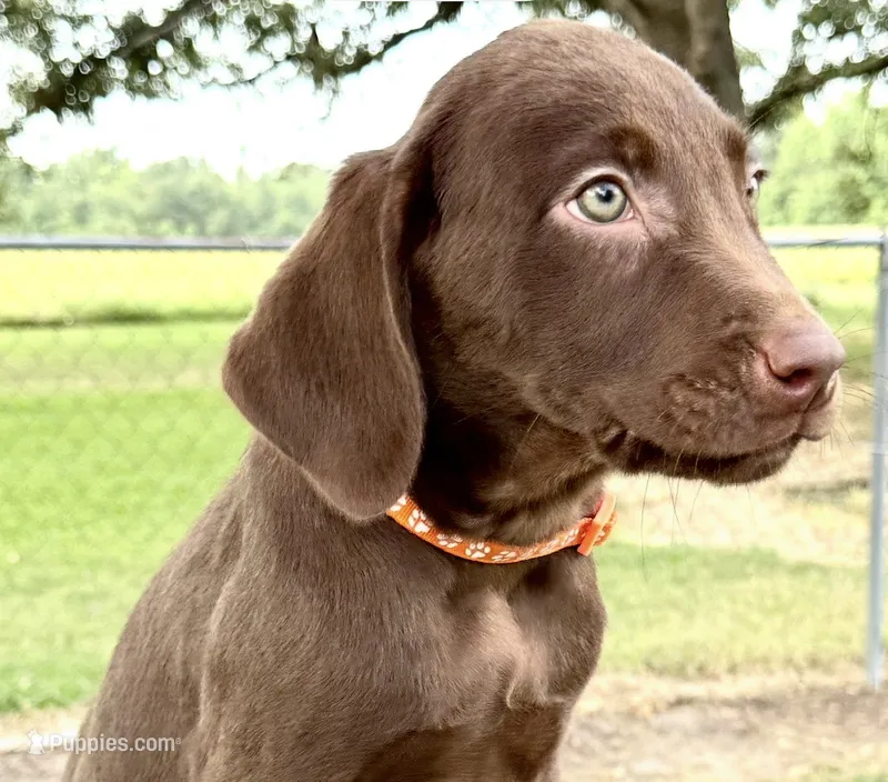 Orange collar male  – Labrador Retriever puppy for sale in Sulphur Springs, TX
