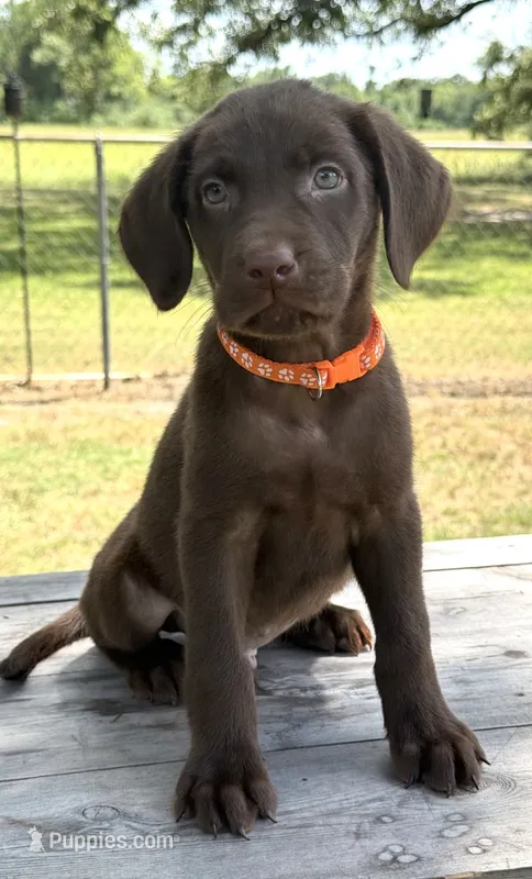 Orange collar male  – Labrador Retriever puppy for sale in Sulphur Springs, TX