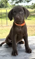 Orange collar male , a male Labrador Retriever for sale in Sulphur Springs, TX – 1 of 1