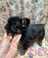 Lily, a female French Bulldog for sale in Vista, CA – 4 of 7