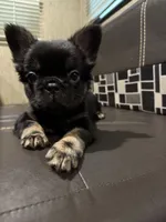 Lily, a female French Bulldog for sale in Vista, CA – 6 of 7