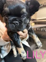Lily, a female French Bulldog for sale in Vista, CA – 3 of 7