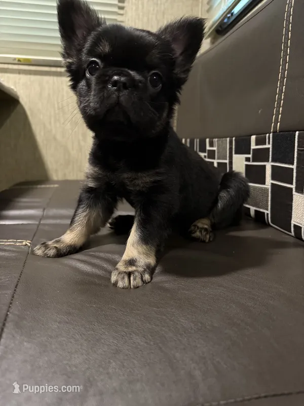 Lily – French Bulldog puppy for sale in Vista, CA