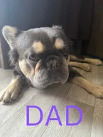 Lily, a female French Bulldog for sale in Vista, CA – 2 of 7