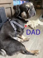 Lily, a female French Bulldog for sale in Vista, CA – 5 of 7