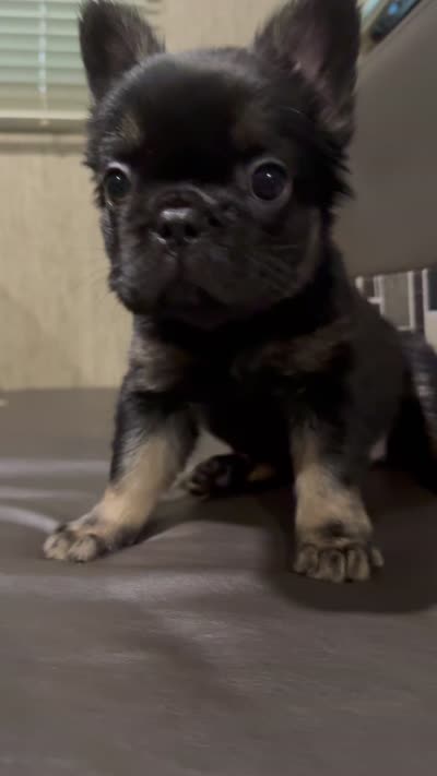 Lily, a female French Bulldog for sale in Vista, CA – 7 of 7